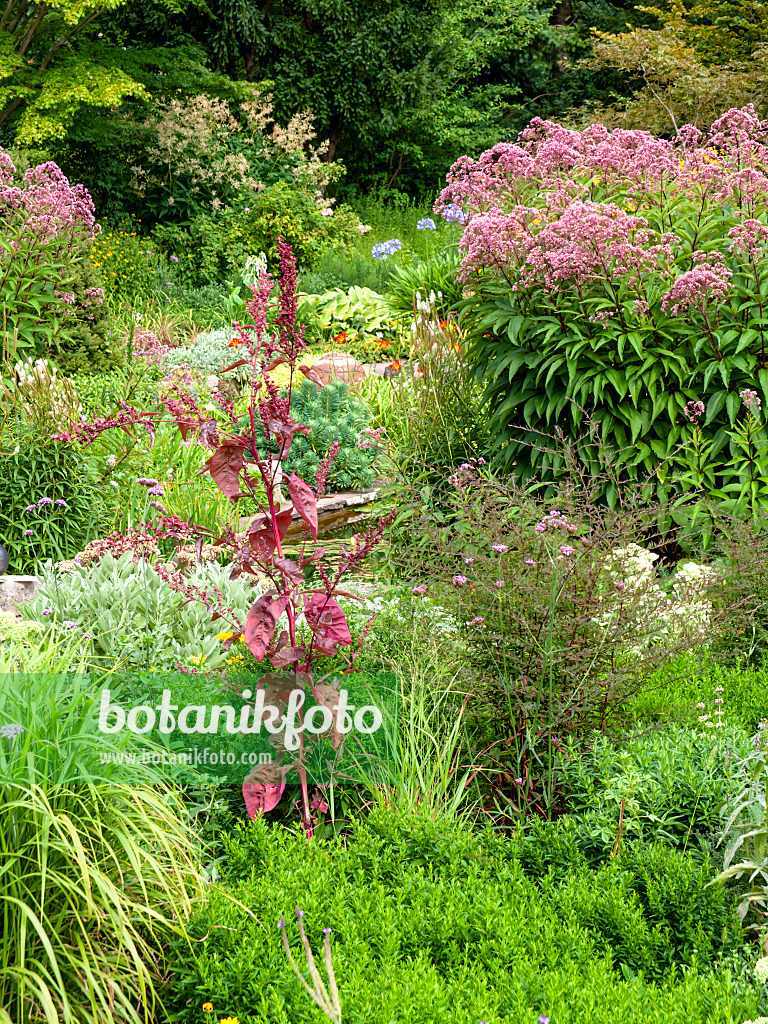 463019 - Rote Gartenmelde (Atriplex hortensis var. rubra) und Wasserdost (Eupatorium maculatum 'Glutball' syn. Eutrochium maculatum 'Glutball')