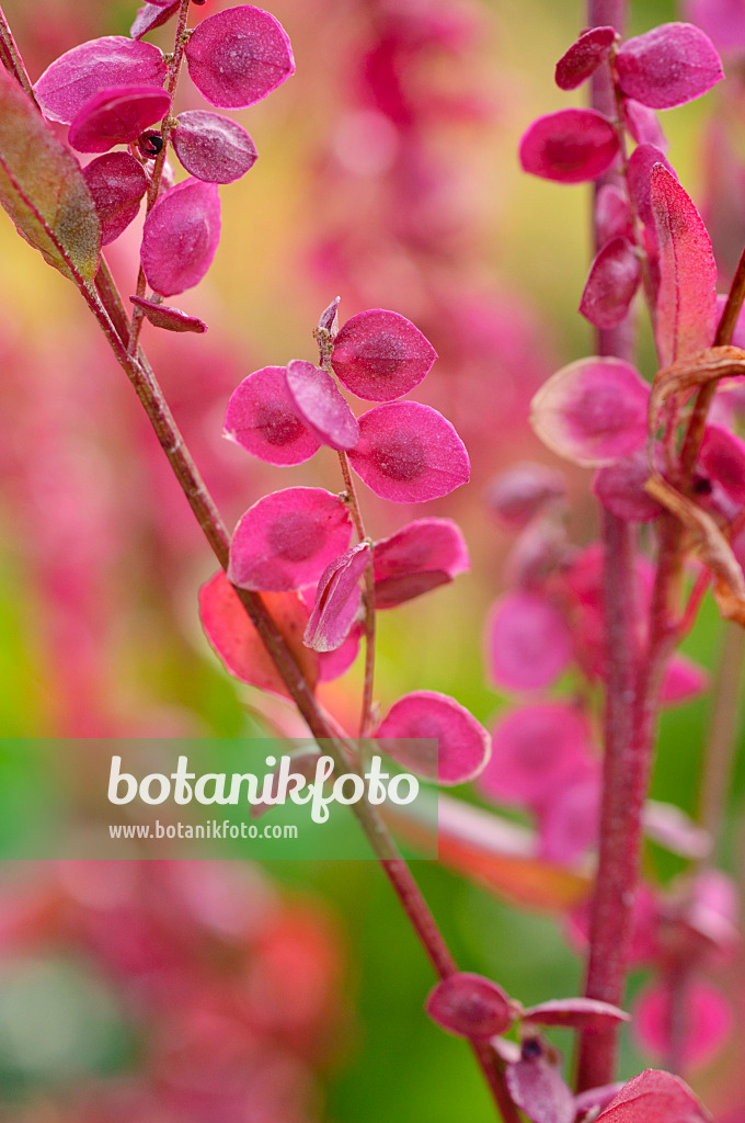 476057 - Rote Gartenmelde (Atriplex hortensis var. rubra)