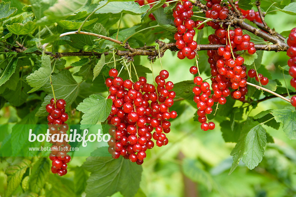 593187 - Rote Johannisbeere (Ribes rubrum 'Heinemanns Rote Spätlese')