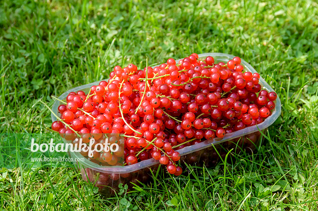 593188 - Rote Johannisbeere (Ribes rubrum 'Heinemanns Rote Spätlese')