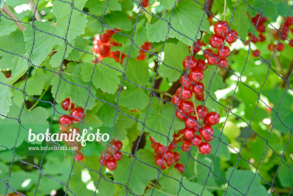 536191 - Rote Johannisbeere (Ribes rubrum) mit Vogelschutznetz