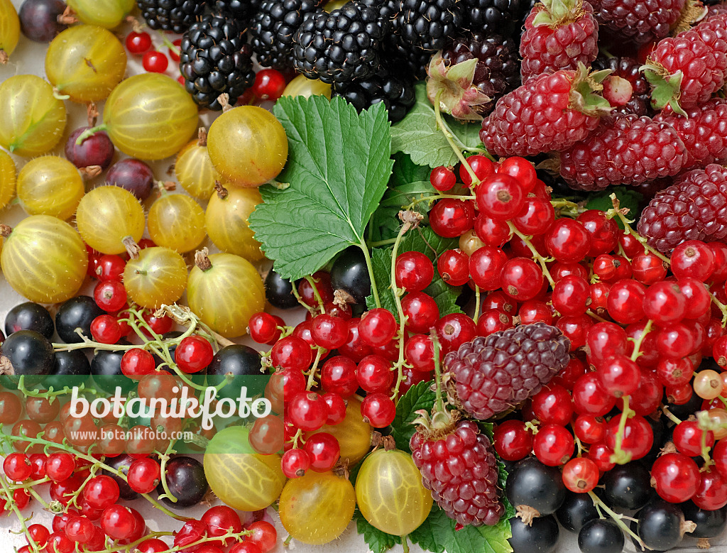 454007 - Rote Johannisbeere (Ribes rubrum), Stachelbeere (Ribes uva-crispa) und Brombeere (Rubus fruticosus)