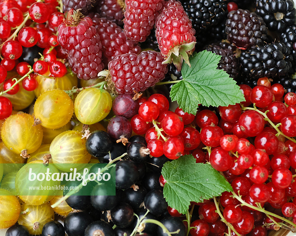 454108 - Rote Johannisbeere (Ribes rubrum), Stachelbeere (Ribes uva-crispa) und Brombeere (Rubus fruticosus)