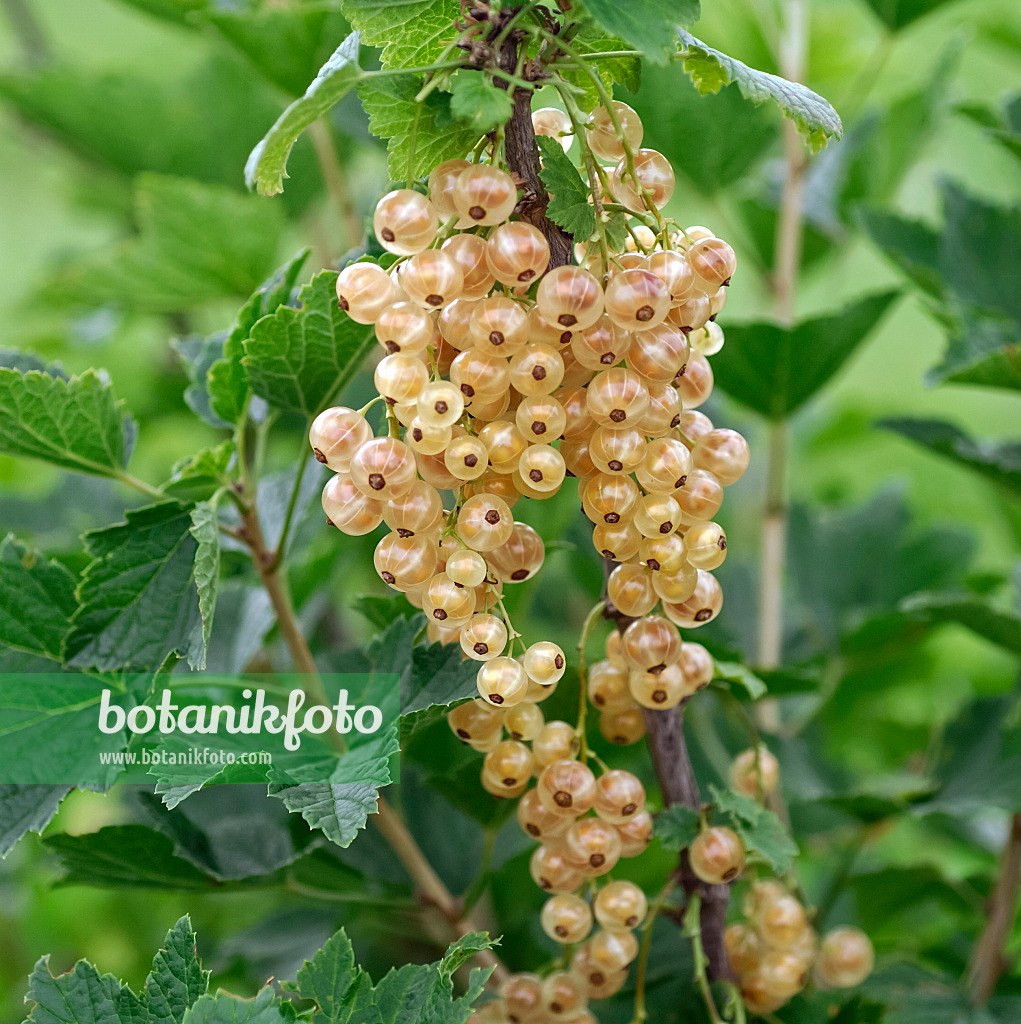 454081 - Rote Johannisbeere (Ribes rubrum 'Weiße Holländische')