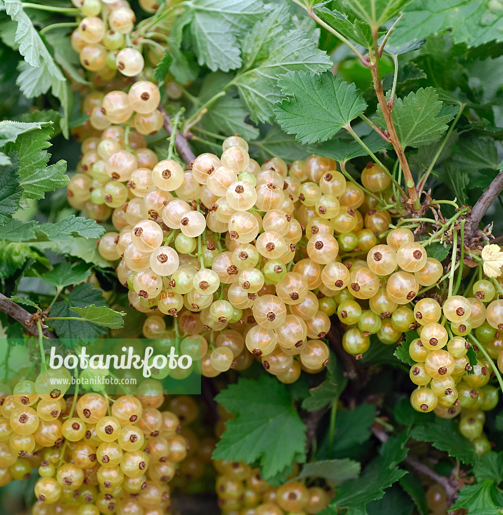 454082 - Rote Johannisbeere (Ribes rubrum 'Weiße von Jüterbog')