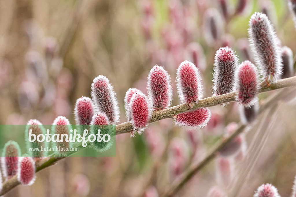 616343 - Rote Kätzchenweide (Salix gracilistyla 'Mount Aso')