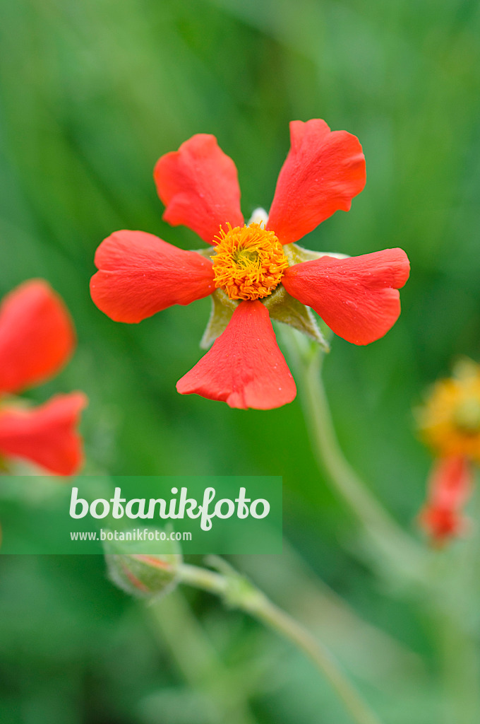 471303 - Rote Nelkenwurz (Geum coccineum)