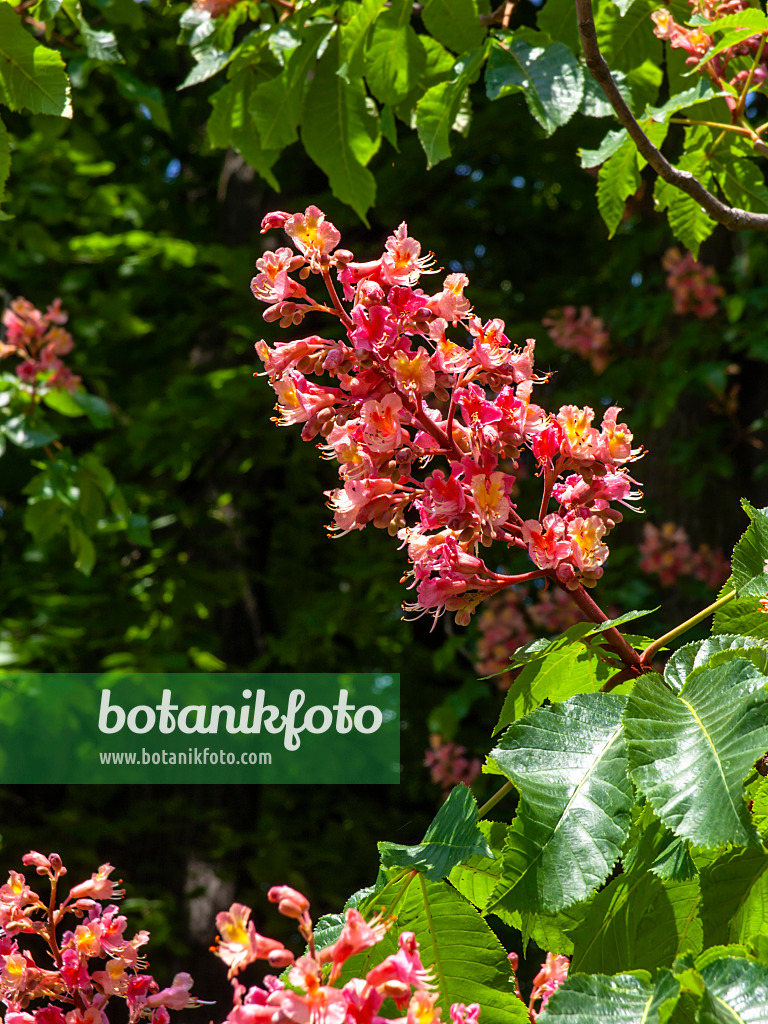 437265 - Rote Rosskastanie (Aesculus x carnea)