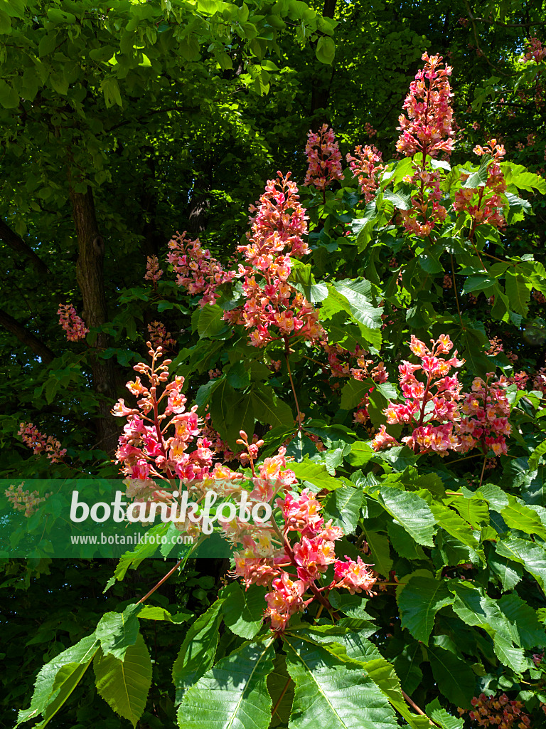 437266 - Rote Rosskastanie (Aesculus x carnea)