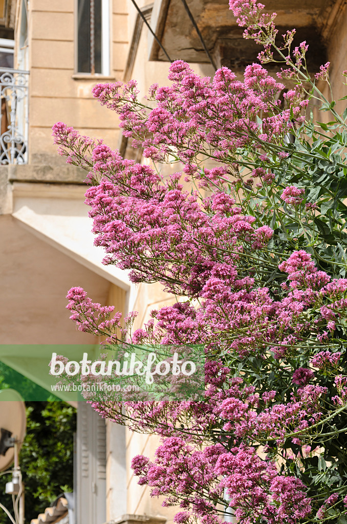 533013 - Rote Spornblume (Centranthus ruber)