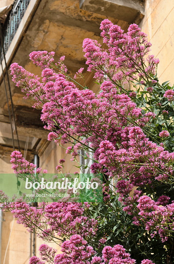 533014 - Rote Spornblume (Centranthus ruber)