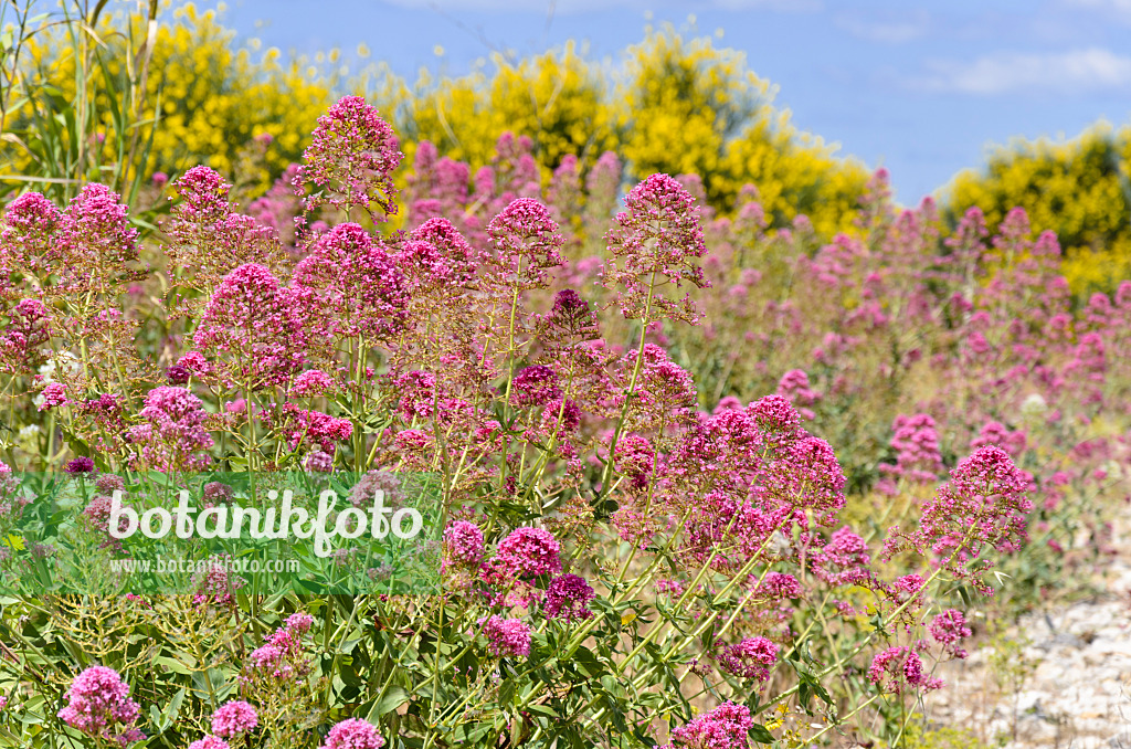 533182 - Rote Spornblume (Centranthus ruber)