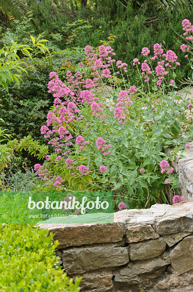 533139 - Rote Spornblume (Centranthus ruber) auf einer Steinmauer