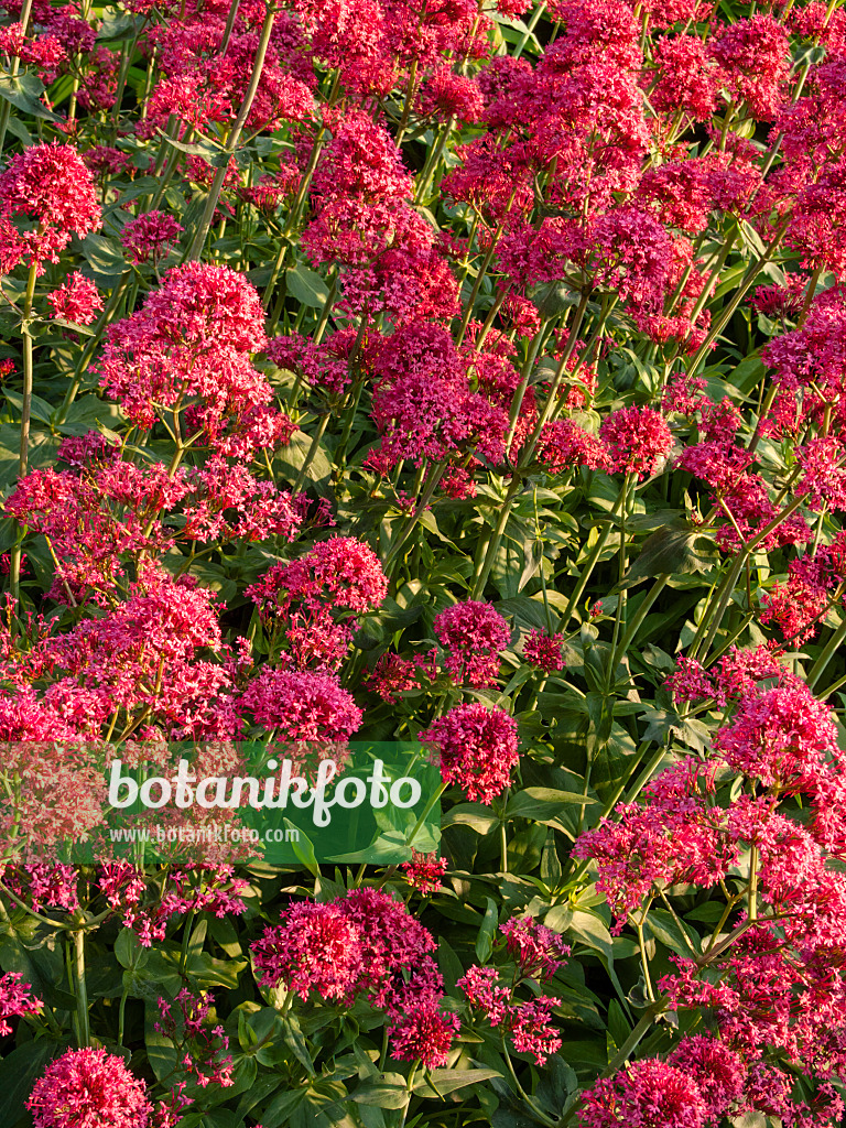 414023 - Rote Spornblume (Centranthus ruber 'Coccineus')