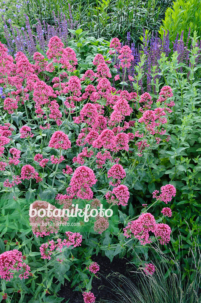 473020 - Rote Spornblume (Centranthus ruber 'Coccineus')