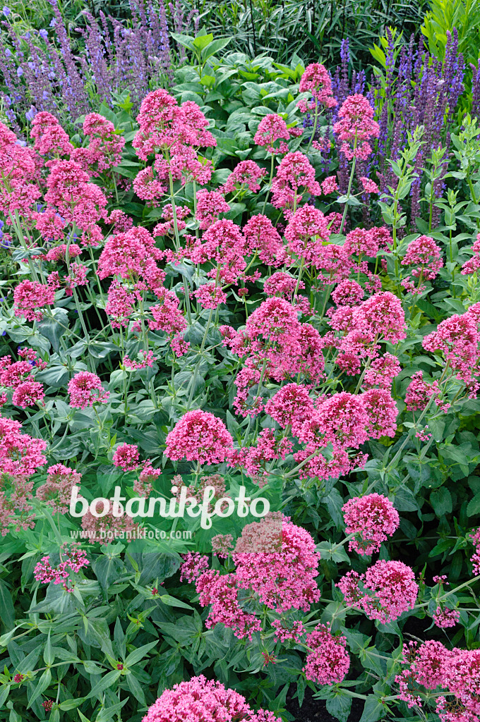 473021 - Rote Spornblume (Centranthus ruber 'Coccineus')