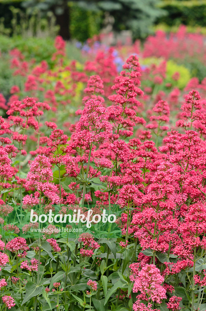 545072 - Rote Spornblume (Centranthus ruber 'Coccineus')