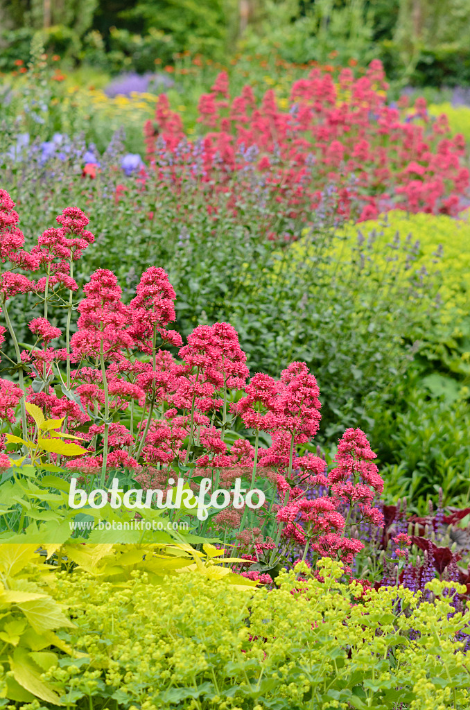 545073 - Rote Spornblume (Centranthus ruber 'Coccineus')