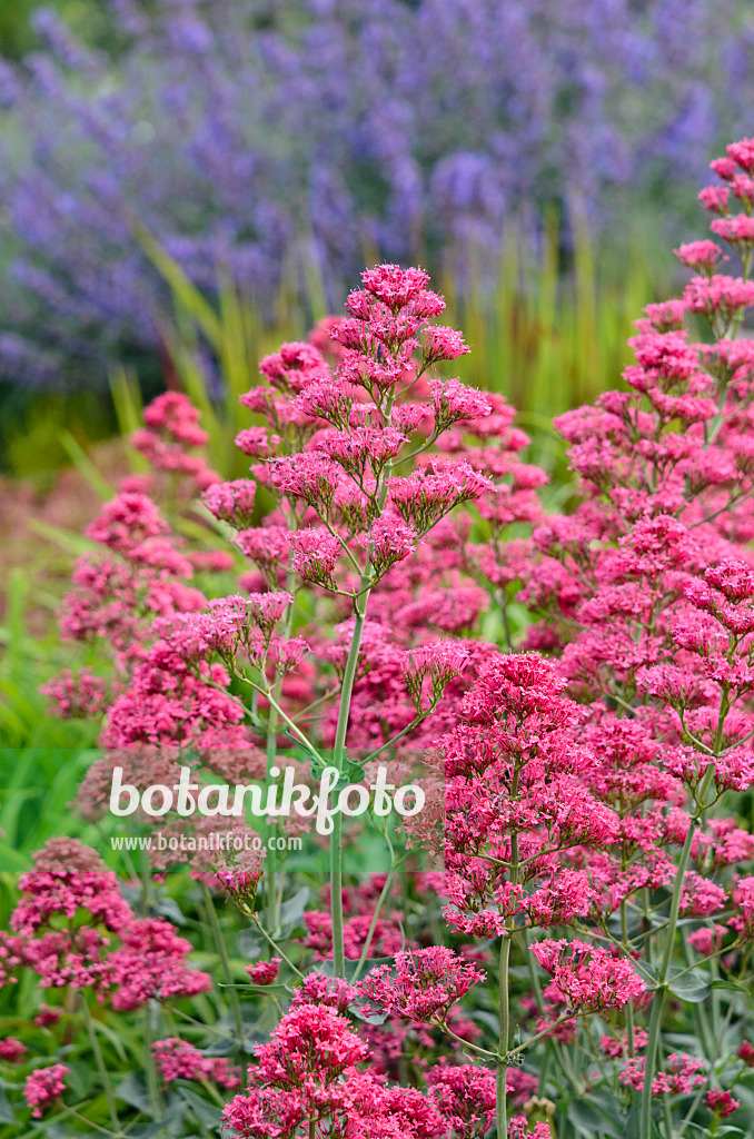 545167 - Rote Spornblume (Centranthus ruber 'Coccineus')