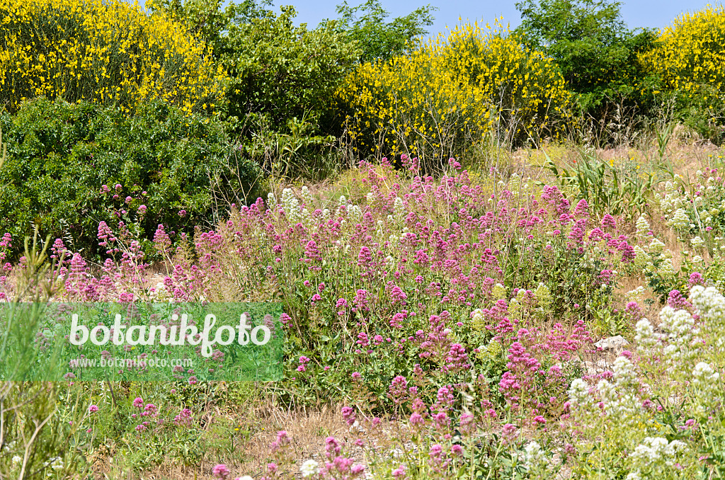 533180 - Rote Spornblume (Centranthus ruber) und Spanischer Ginster (Spartium junceum)