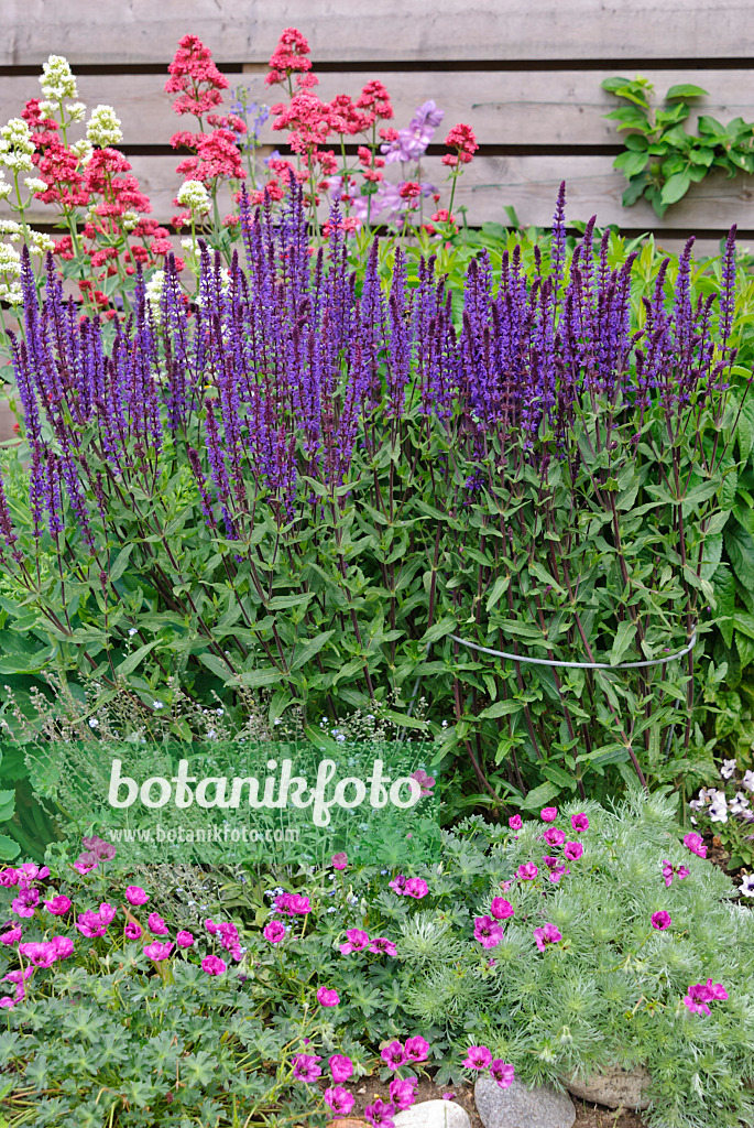 500181 - Rote Spornblume (Centranthus ruber), Steppensalbei (Salvia nemorosa), Grauer Storchschnabel (Geranium cinereum subsp. subcaulescens syn. Geranium subcaulescens) und Polsterbeifuß (Artemisia schmidtiana 'Nana')