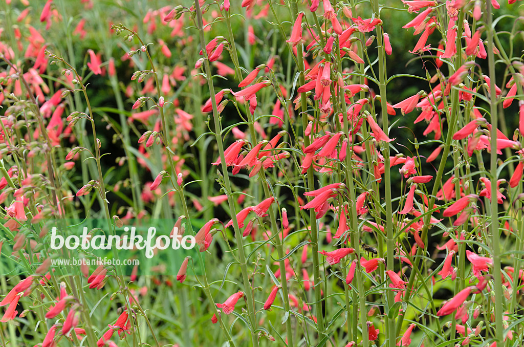 497063 - Roter Bartfaden (Penstemon barbatus 'Coccineus')