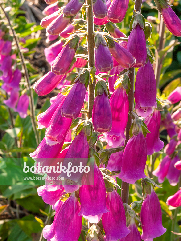 414007 - Roter Fingerhut (Digitalis purpurea)