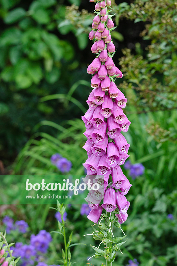 473111 - Roter Fingerhut (Digitalis purpurea)