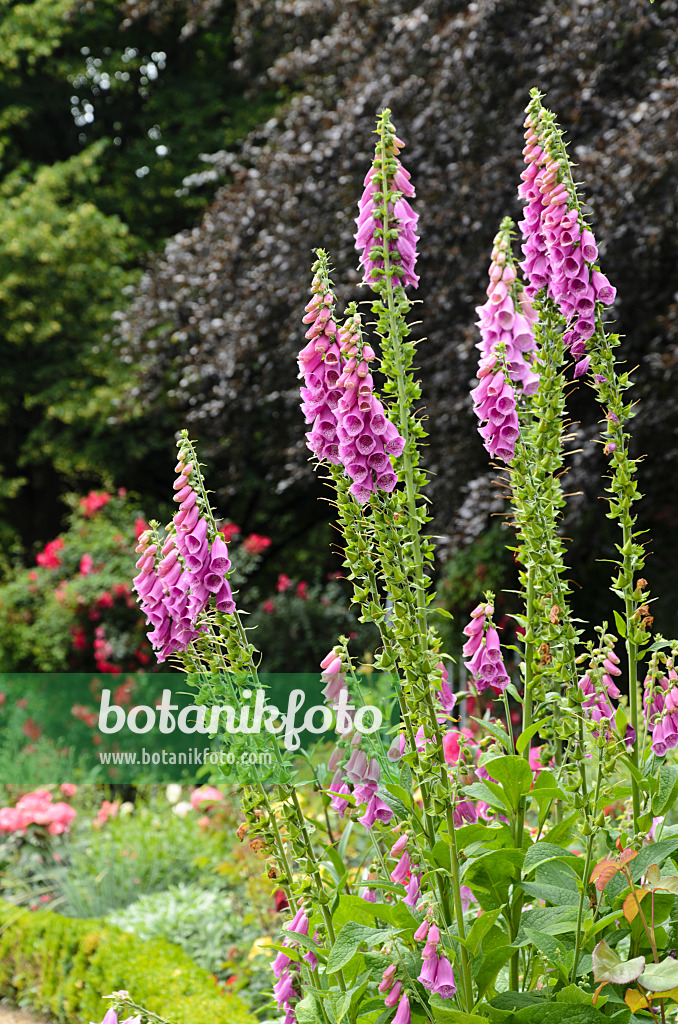 497215 - Roter Fingerhut (Digitalis purpurea)