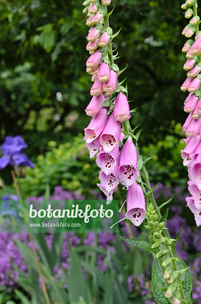 508567 - Roter Fingerhut (Digitalis purpurea)