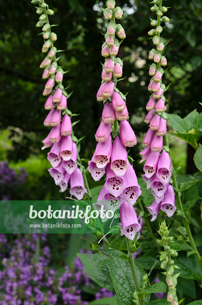 508569 - Roter Fingerhut (Digitalis purpurea)