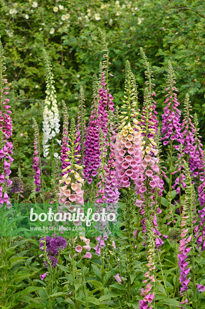 533573 - Roter Fingerhut (Digitalis purpurea)