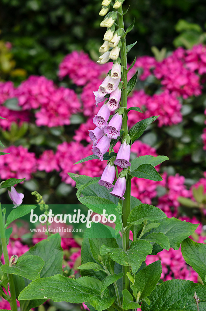 533621 - Roter Fingerhut (Digitalis purpurea)