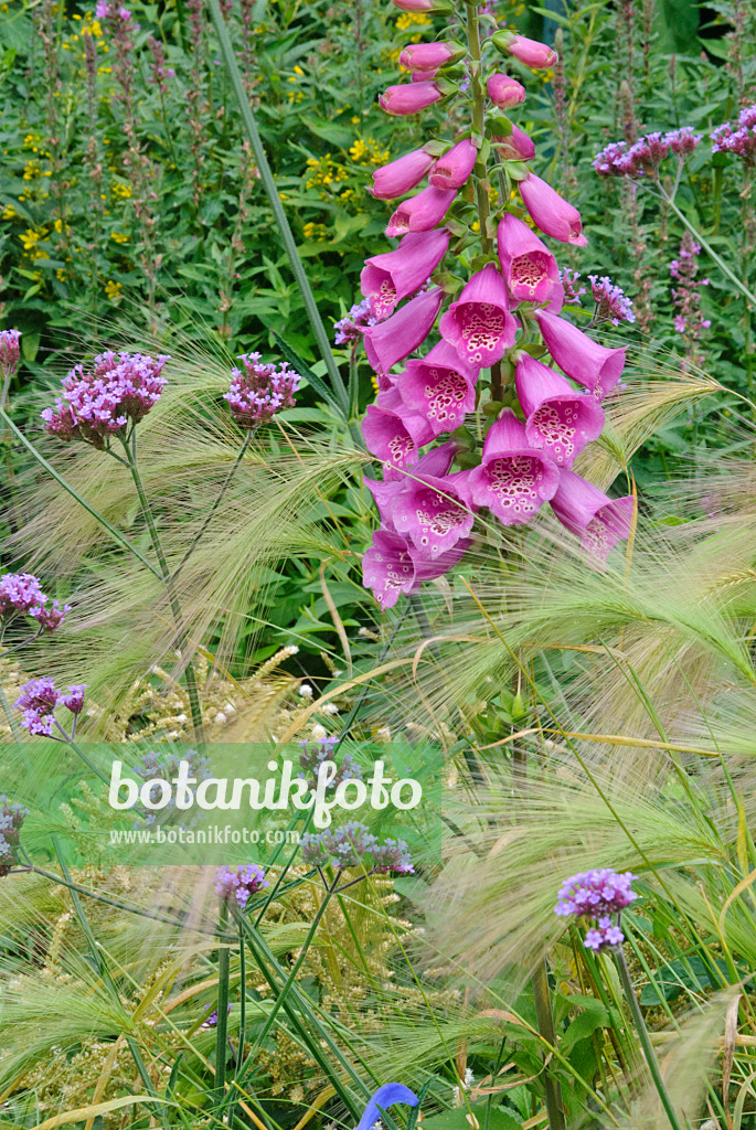 483027 - Roter Fingerhut (Digitalis purpurea), Argentinisches Eisenkraut (Verbena bonariensis) und Mähnengerste (Hordeum jubatum)