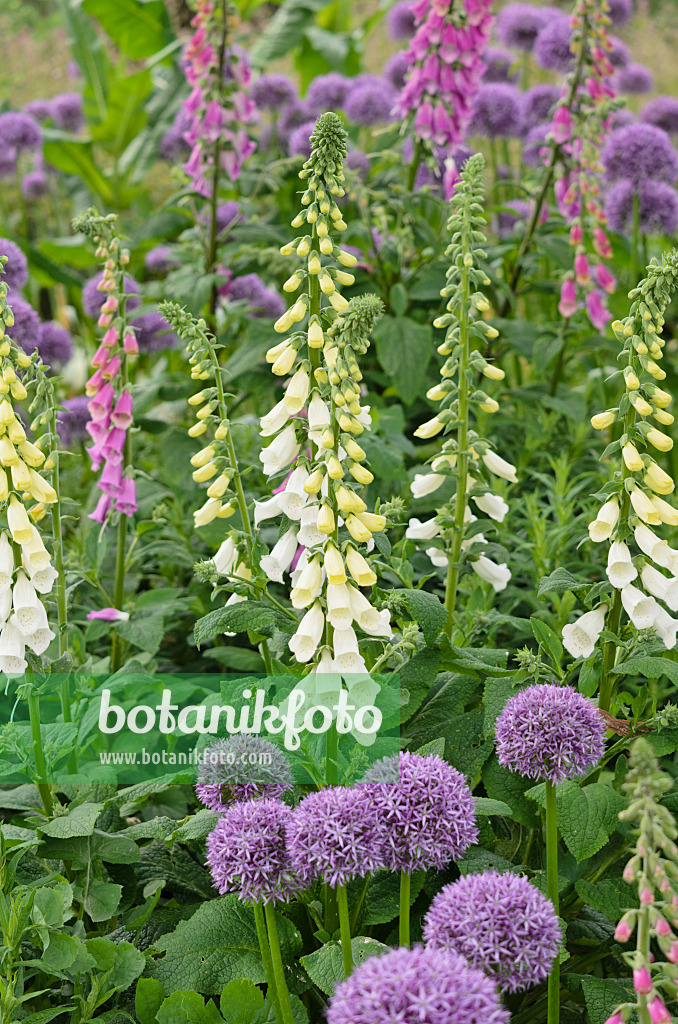 533259 - Roter Fingerhut (Digitalis purpurea) und Zierlauch (Allium)