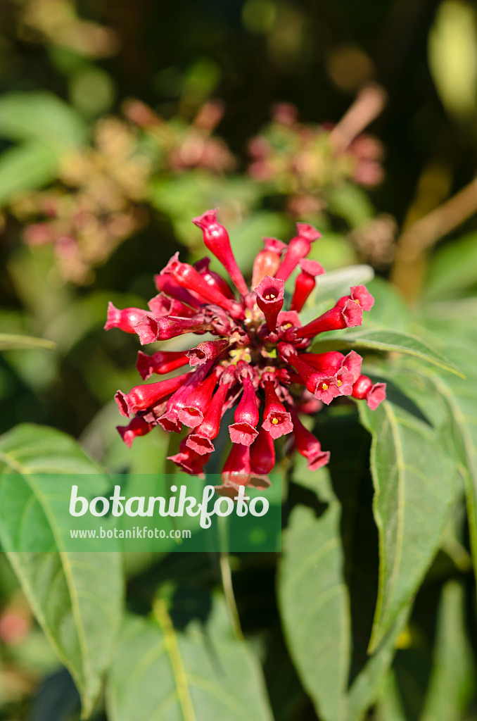 535070 - Roter Hammerstrauch (Cestrum elegans)