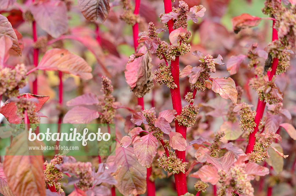 535203 - Roter Meier (Amaranthus lividus var. rubrum)