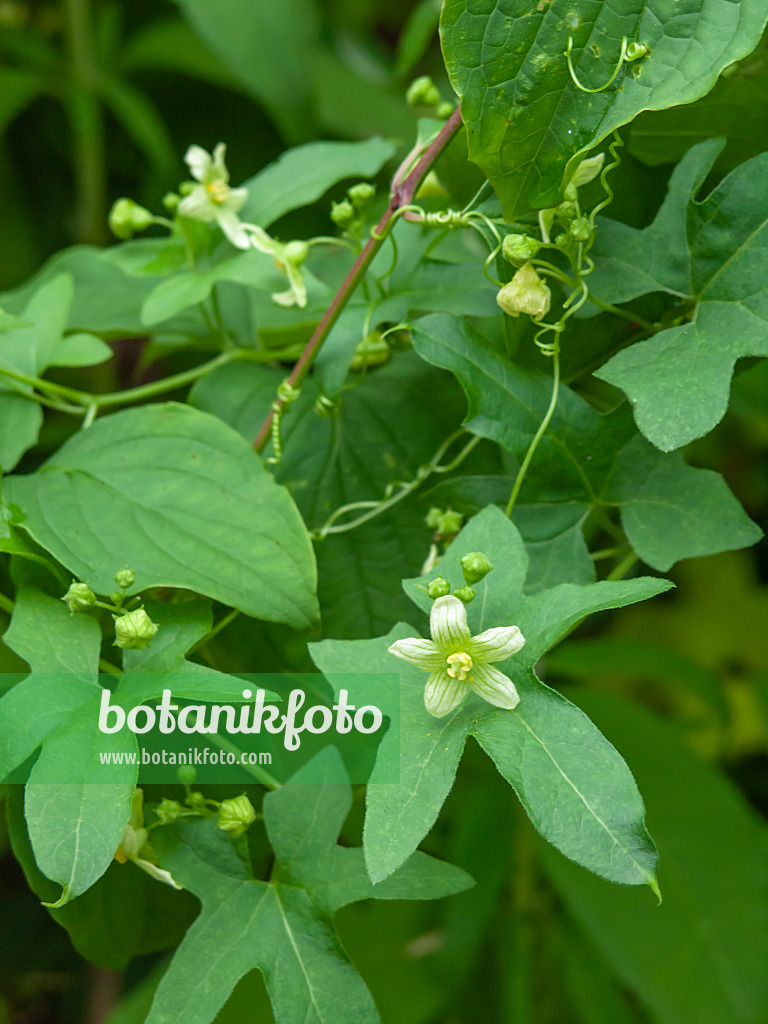 427023 - Rotfrüchtige Zaunrübe (Bryonia dioica syn. Bryonia cretica)