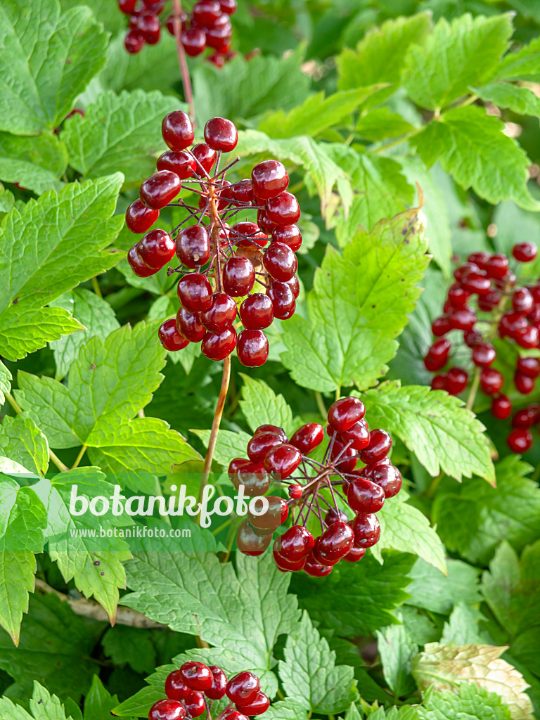 439194 - Rotfrüchtiges Christophskraut (Actaea rubra)