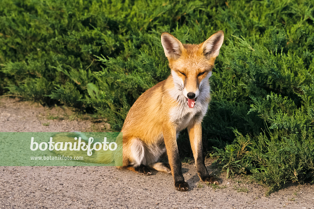 367075 - Rotfuchs (Vulpes vulpes) mit heraushängender Zunge auf einem Gartenweg