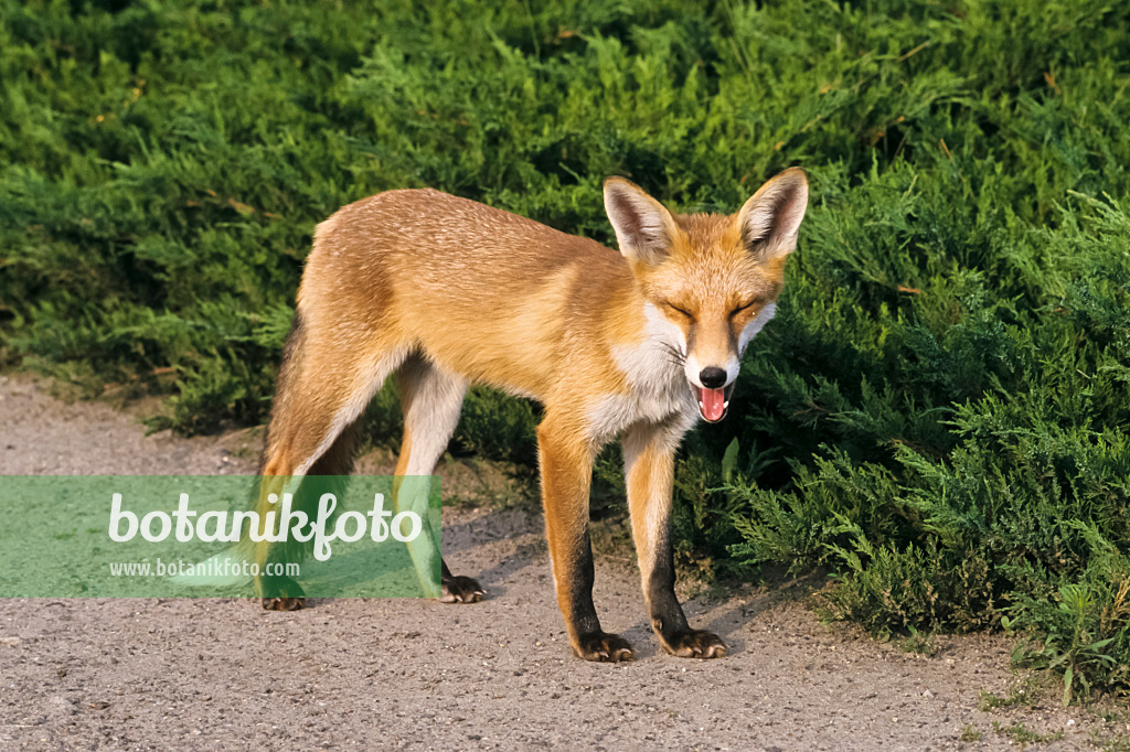 367074 - Rotfuchs (Vulpes vulpes) mit offenem Maul auf einem Gartenweg