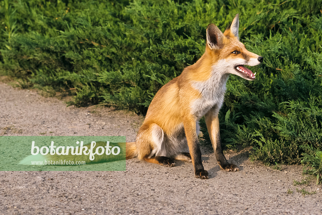 367076 - Rotfuchs (Vulpes vulpes) mit offenem Maul auf einem Gartenweg