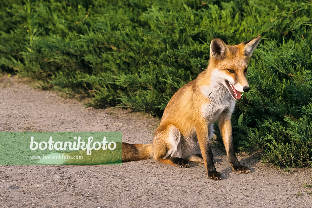 367077 - Rotfuchs (Vulpes vulpes) mit offenem Maul auf einem Gartenweg