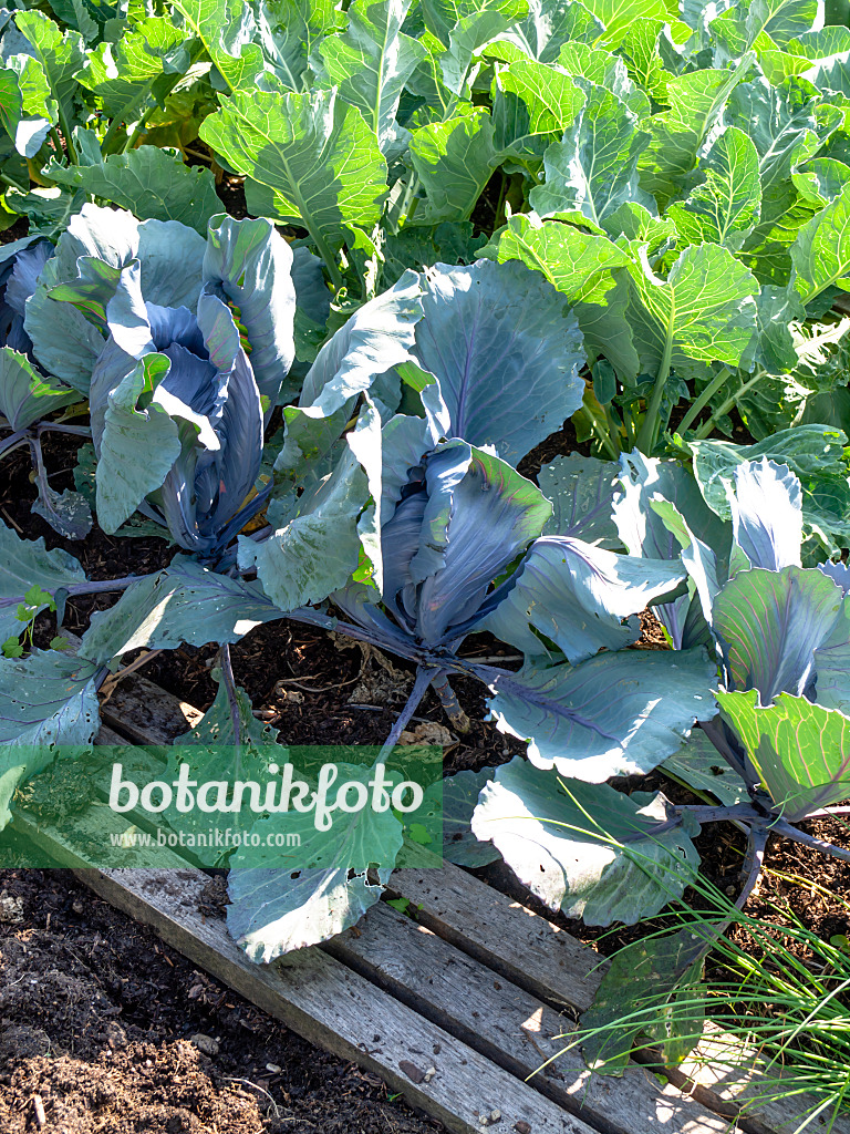 439286 - Rotkohl (Brassica oleracea var. capitata f. rubra) und Blumenkohl (Brassica oleracea var. botrytis)