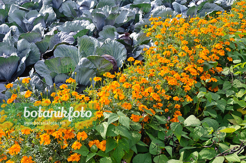 487267 - Rotkohl (Brassica oleracea var. capitata f. rubra), Studentenblume (Tagetes patula 'Sunburst Orange') und Grüne Bohne (Phaseolus vulgaris)