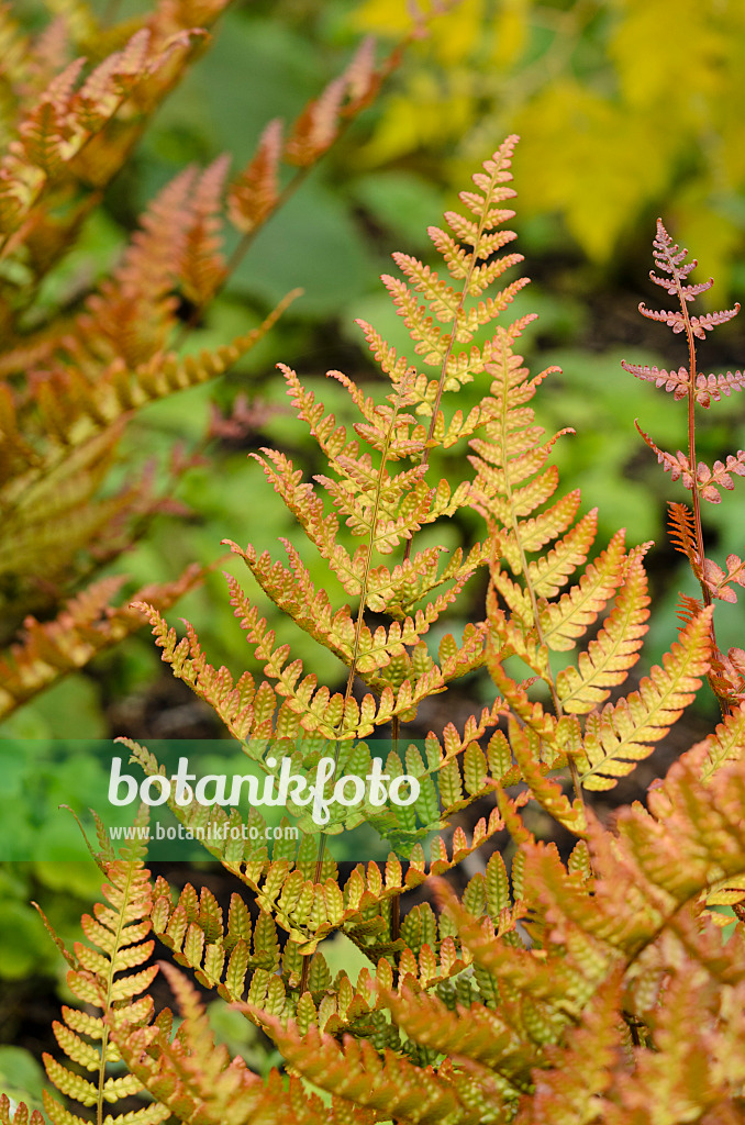 533420 - Rotschleierfarn (Dryopteris erythrosora var. prolifica)