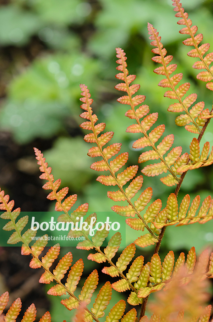 533421 - Rotschleierfarn (Dryopteris erythrosora var. prolifica)