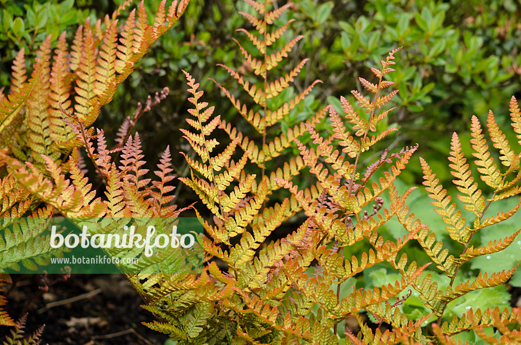 533422 - Rotschleierfarn (Dryopteris erythrosora var. prolifica)