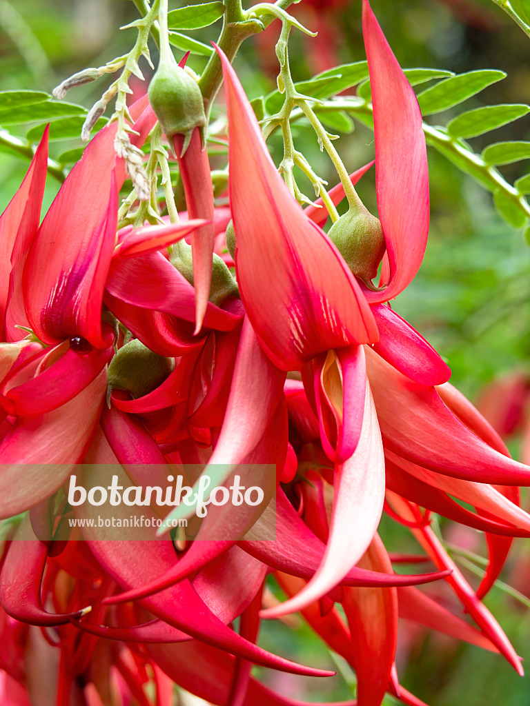 436119 - Ruhmesblume (Clianthus puniceus)