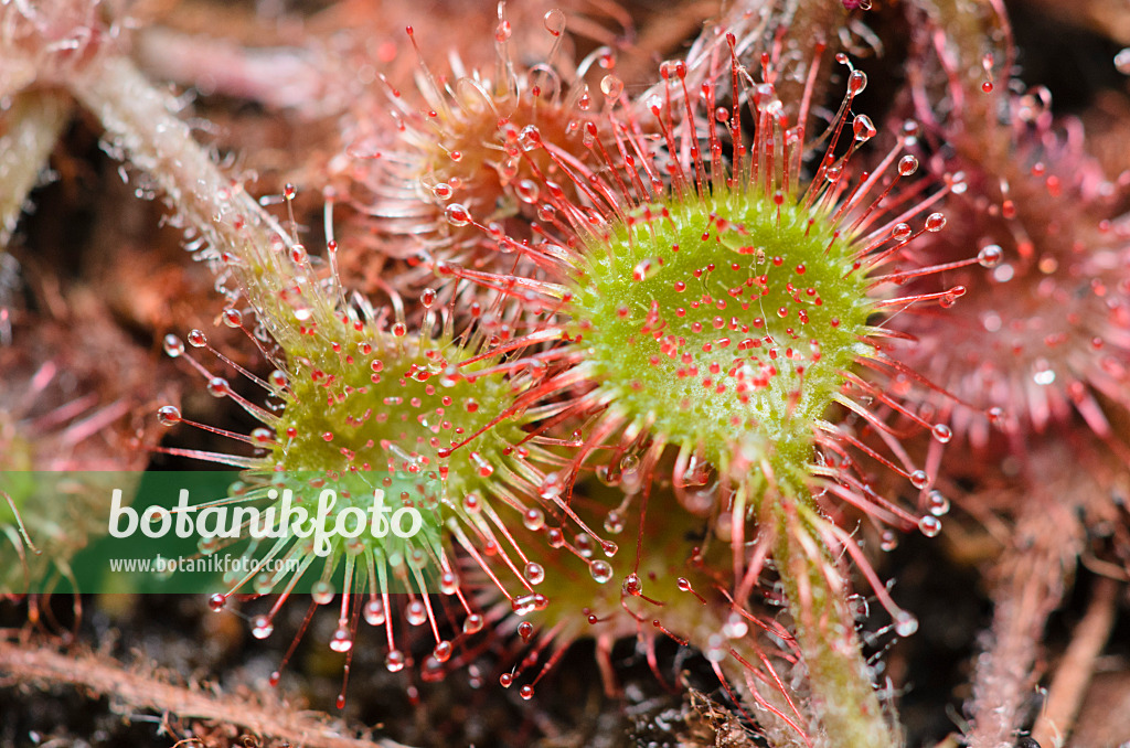 547350 - Rundblättriger Sonnentau (Drosera rotundifolia)